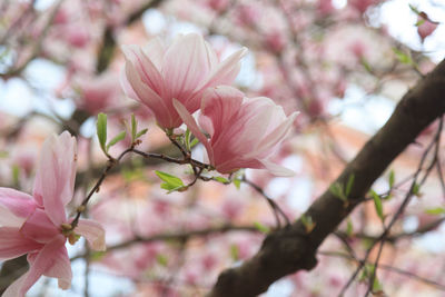 Close-up of pink cherry blossoms