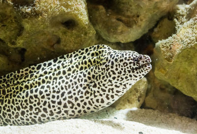 Close-up of fish in sea