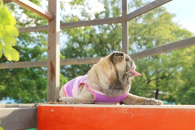 Dog looking away while sitting on window
