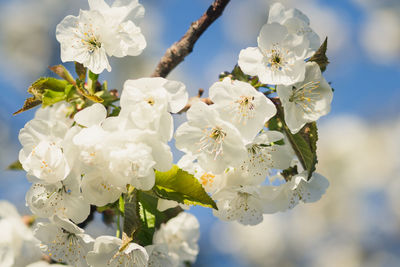 Close-up of white cherry blossoms