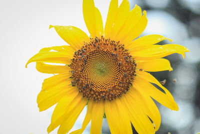 Close-up of sunflower