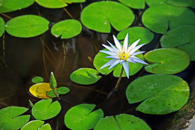 High angle view of purple water lily with leaves in pond