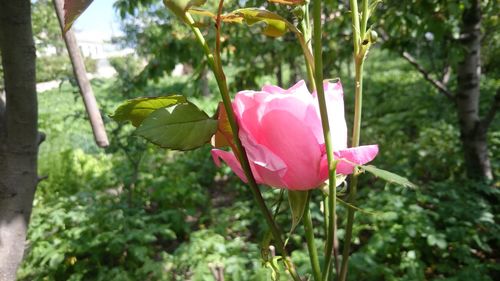 Close-up of pink flower