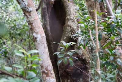 Close-up of tree trunk in forest