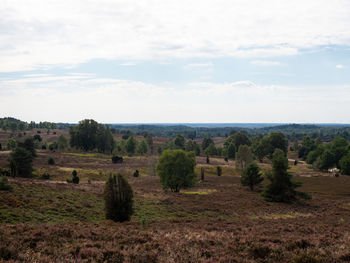 Trees on field against sky