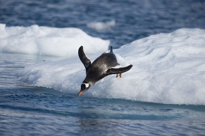 Duck swimming in sea