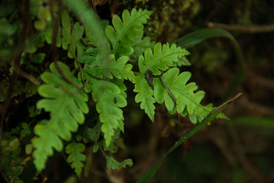 Close-up of plant