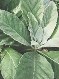 Full frame shot of fresh green plant