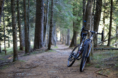 Bicycle amidst trees in forest