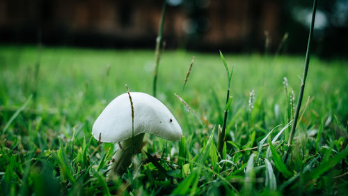 Close-up of mushroom growing on field