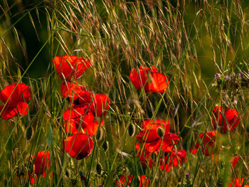 Close-up of red poppy flowers