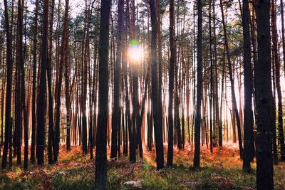 Sunlight streaming through trees in forest