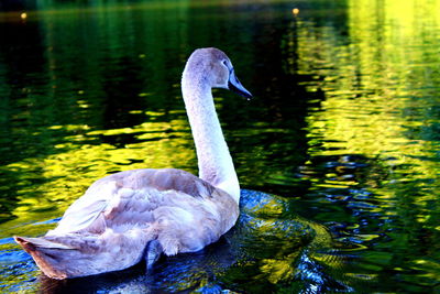 Swans swimming in lake