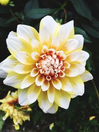 Close-up of yellow flower