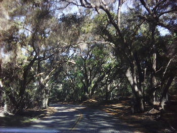 Road amidst trees