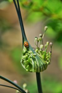 Close-up of ladybug on plant