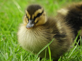 Close-up of a bird on field