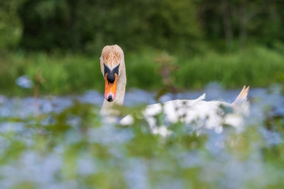 Close-up of bird flying