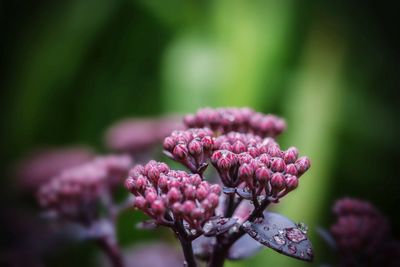 Close-up of purple flowers