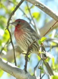 Close-up of bird perching on branch