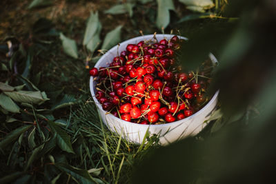 High angle view of fruits in bowl on field