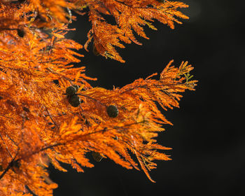 Close-up of autumn tree against sky