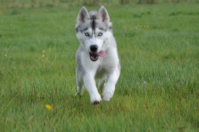 Dog on field