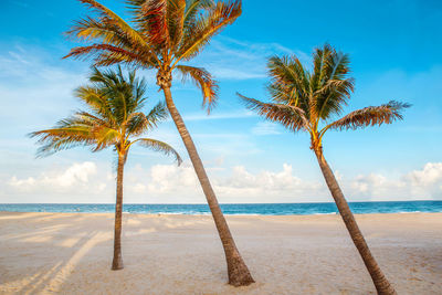 Beautiful tropical nature florida landscape. tall palm trees and sea ocean sand beach at sunset