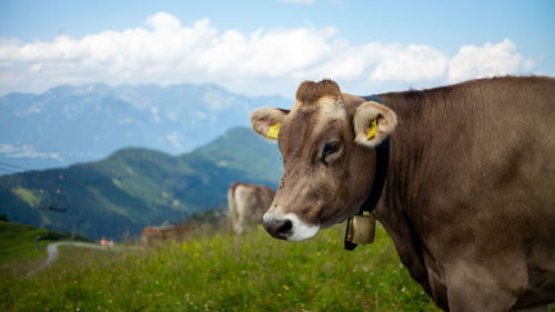 Cows on field against sky