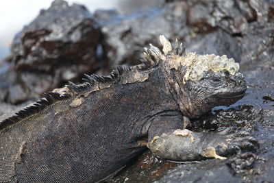 Side on portrait of marine iguana amblyrhynchus cristatus laying on water covered rocks galapagos