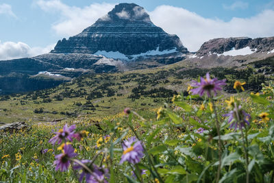 Purple flowering plants on field against mountains