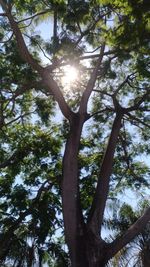 Low angle view of trees in forest against sky