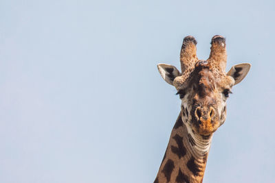 Low angle view of giraffe against clear sky