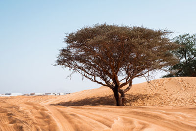 Tree on desert against clear sky