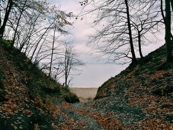 Low angle view of trees on mountain