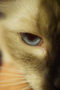 Extreme close up of cat