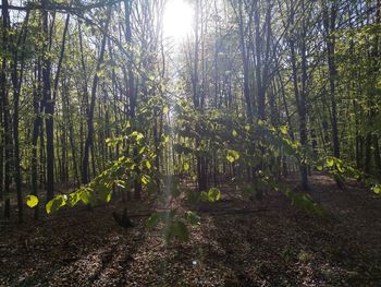 Trees growing in forest