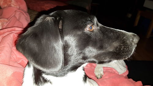 Close-up of dog