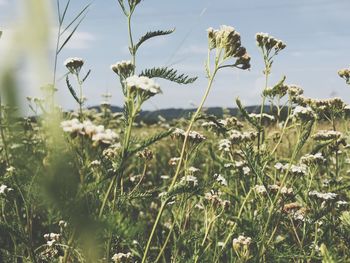 Close-up of flowering plants on field