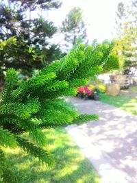 Close-up of fresh green plants