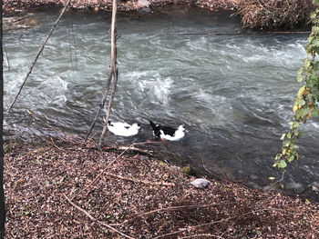 High angle view of dog in lake