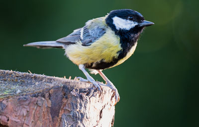 Full length of great tit perching on wooden post