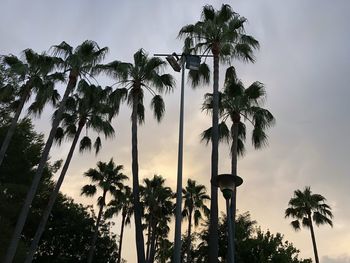 Low angle view of palm trees against sky