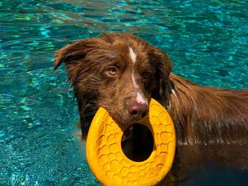 Portrait of dog in swimming pool