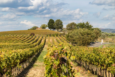 Scenic view of vineyard against sky