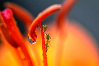 Close-up of red rose flower