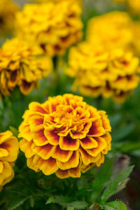 Close-up of yellow flower