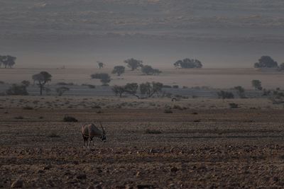 Deer standing on land