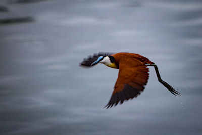 Close-up of bird flying against sky