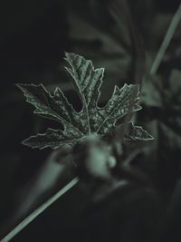 Close-up of dried leaf on plant